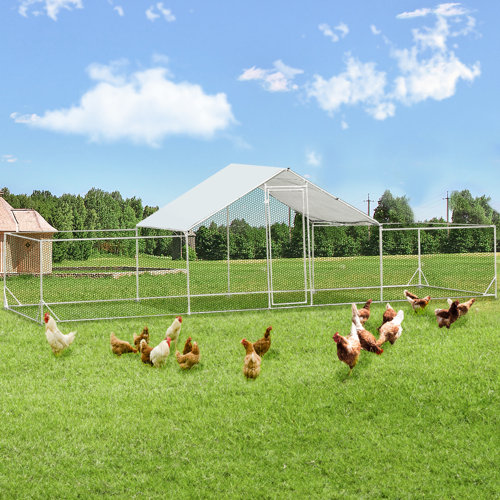 Tucker Murphy Pet™ Derwyn 146.25 Square Feet Walk In Chicken Run For Up To 15 Chickens Wayfair